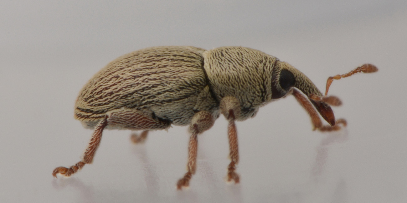 Curculionidae: Tychius aureolus? No, Tychius stephensi, maschio